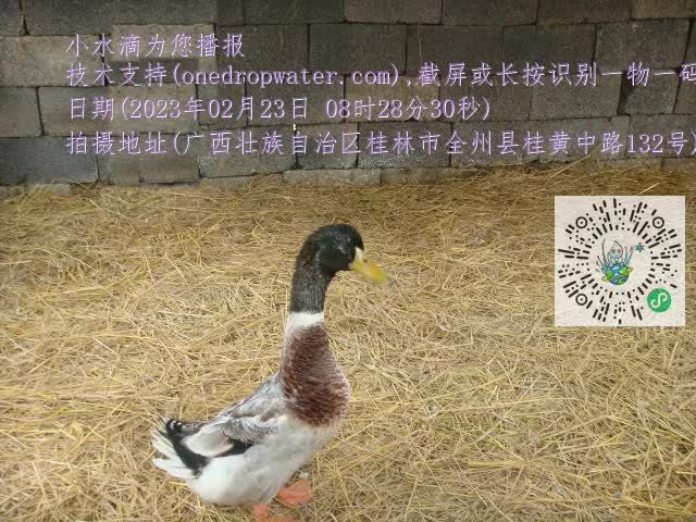 0.mp4