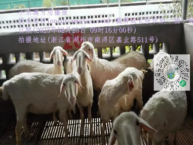 0.mp4