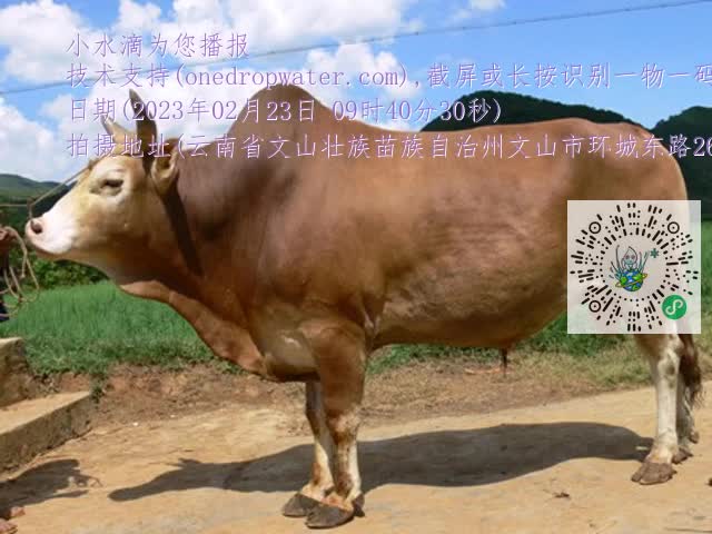 0.mp4