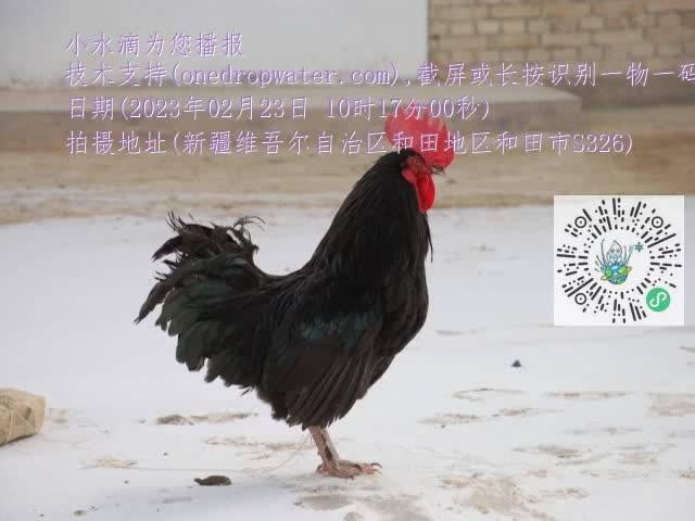 0.mp4