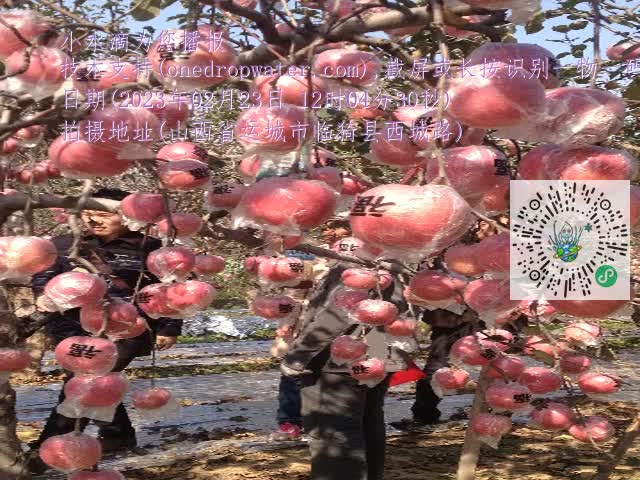 0.mp4