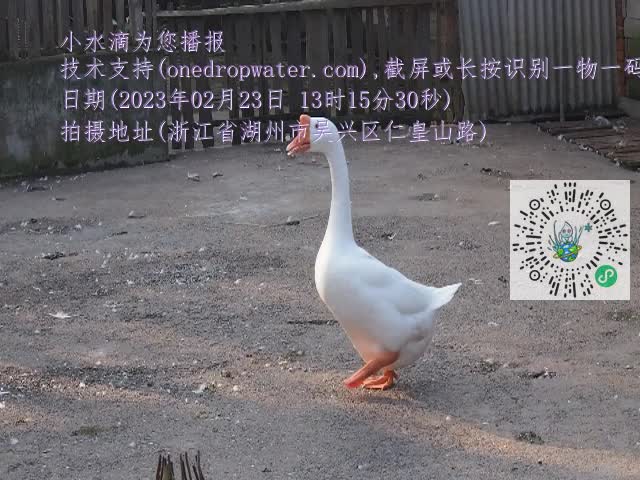 0.mp4