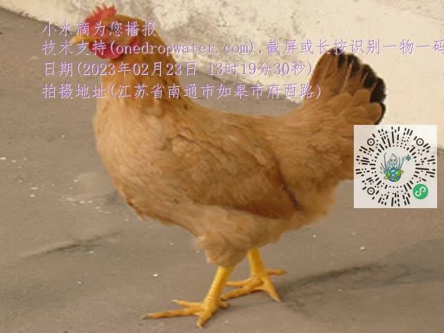 0.mp4