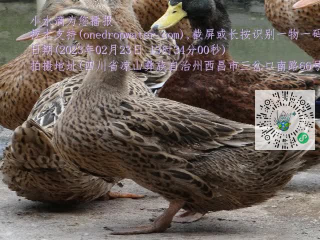 0.mp4