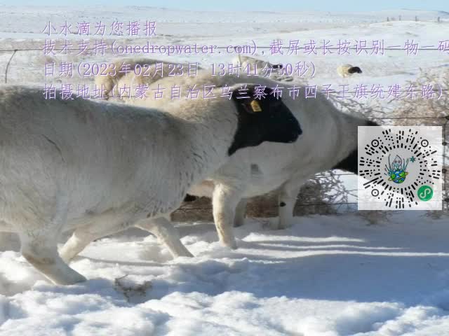 0.mp4