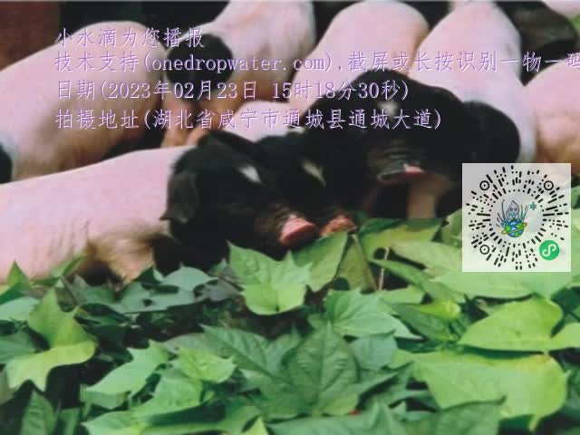 0.mp4