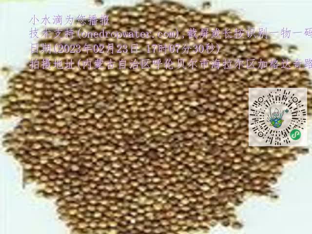 0.mp4