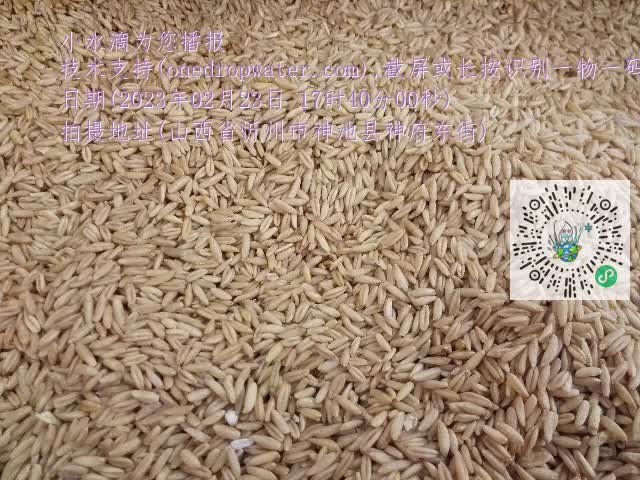 0.mp4