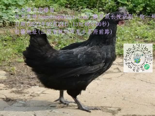 0.mp4