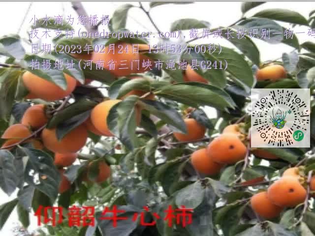 0.mp4