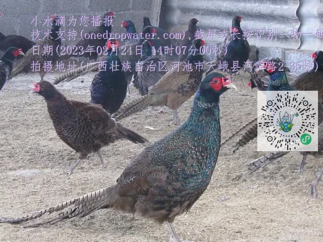 0.mp4