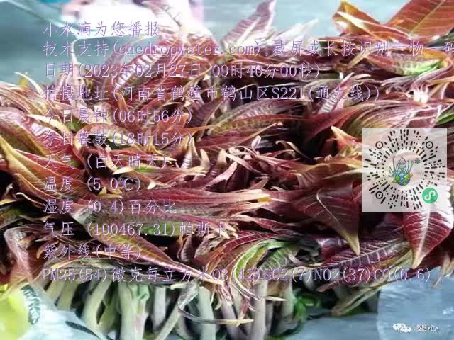 0.mp4