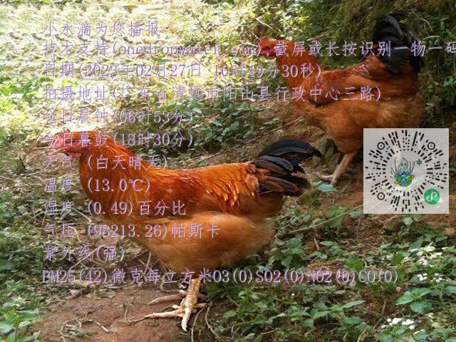 0.mp4