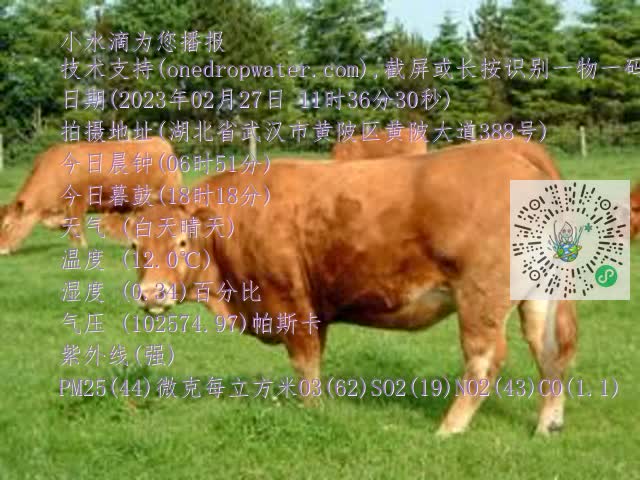 0.mp4