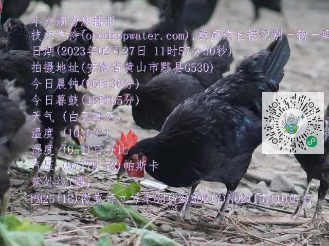 0.mp4
