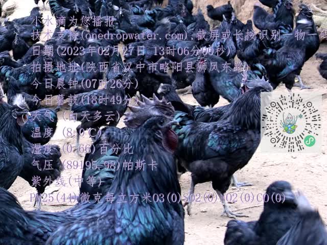 0.mp4