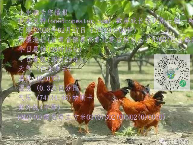 0.mp4
