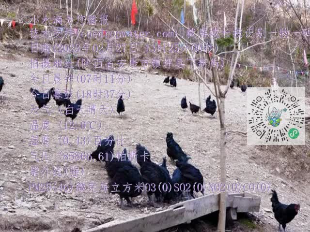 0.mp4