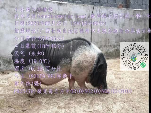 0.mp4