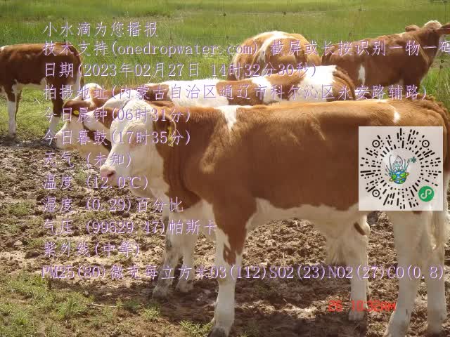 0.mp4