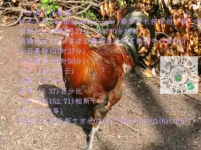 0.mp4