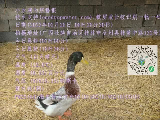 0.mp4