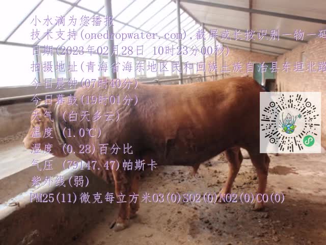0.mp4