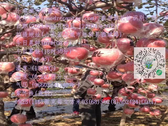 0.mp4