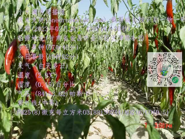 0.mp4
