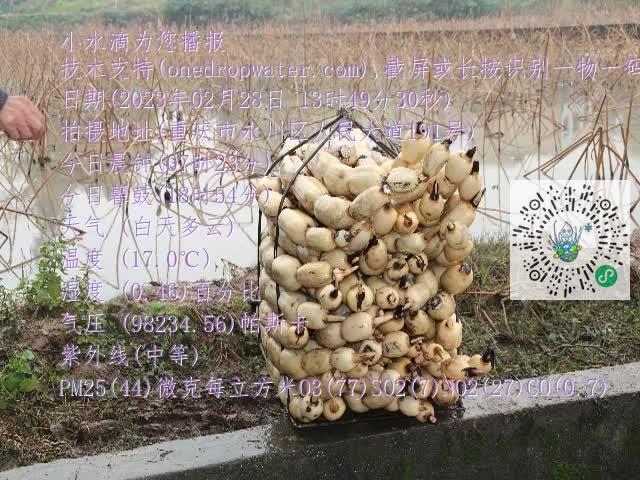 0.mp4