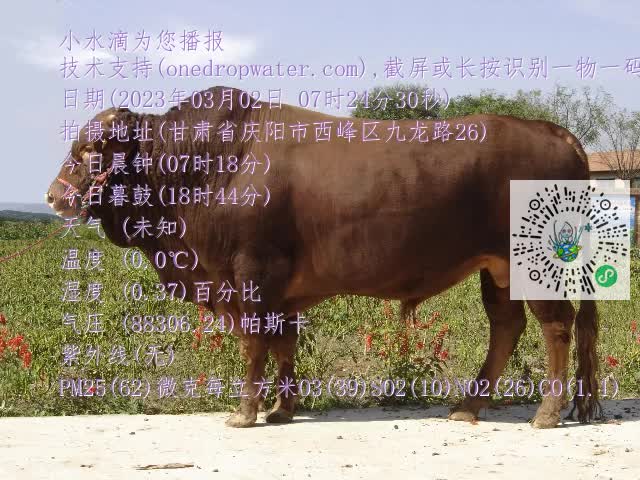 0.mp4