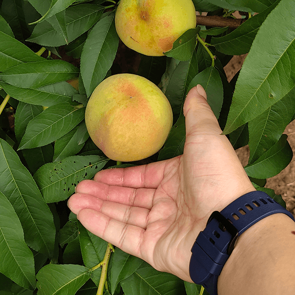 预售2025年8月-富平桃子-现场现摘