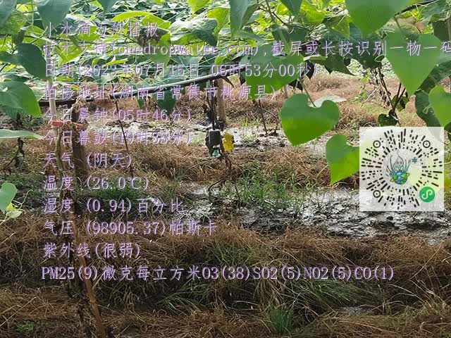06c21ad90113e10a3bdfe99bc22fcd9a.mp4