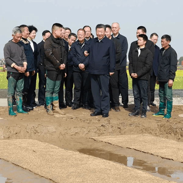 常德香米稻田-637