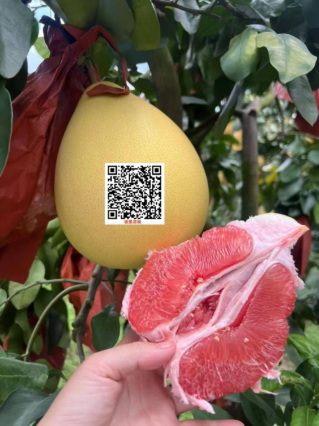 预售-坂里龙柚-琯溪红柚-九斤装包邮