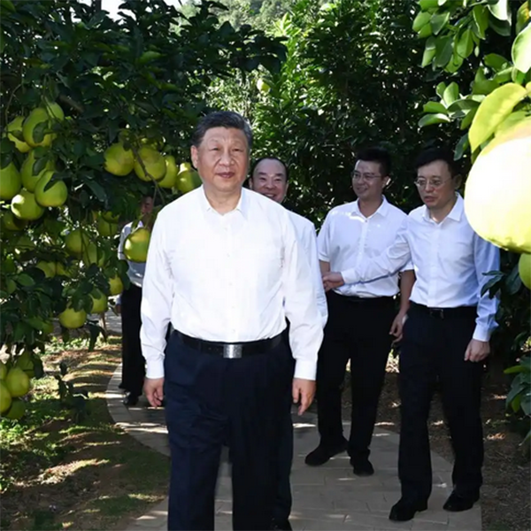 预售-大埔蜜柚-十斤装包邮