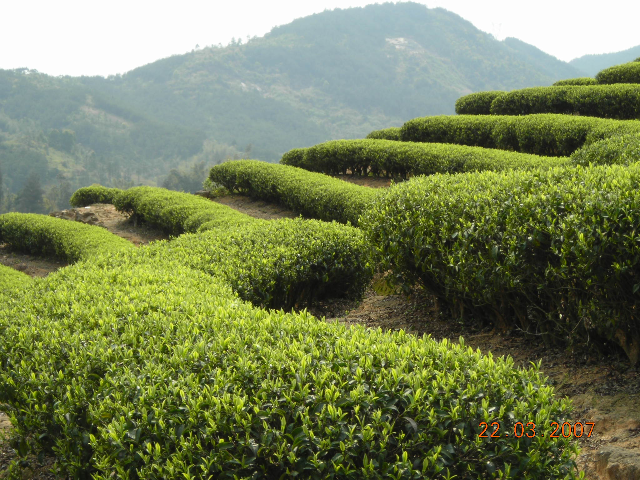 预售-七境茶-500克装包邮