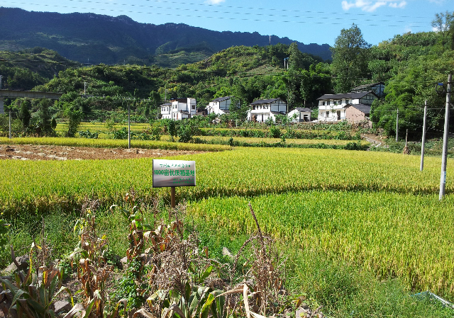 预售-万州罗田大米-五斤装包邮