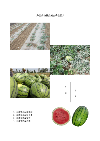 预售-三道桥西瓜-十斤装包邮