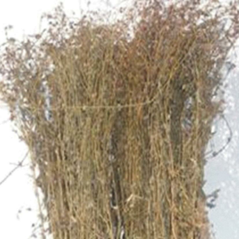 预售-东乡白花蛇舌草-500克装包邮