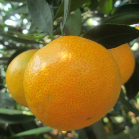 预售-东江湖蜜桔-十斤装包邮