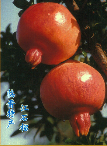 预售-临晋江石榴-十斤装包邮