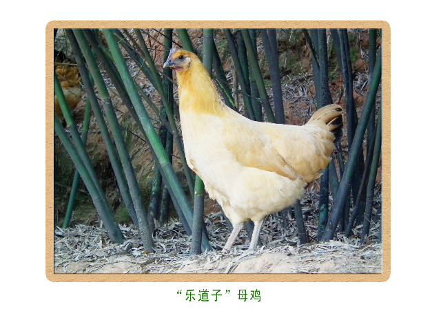 预售-乐道子鸡-500克装包邮
