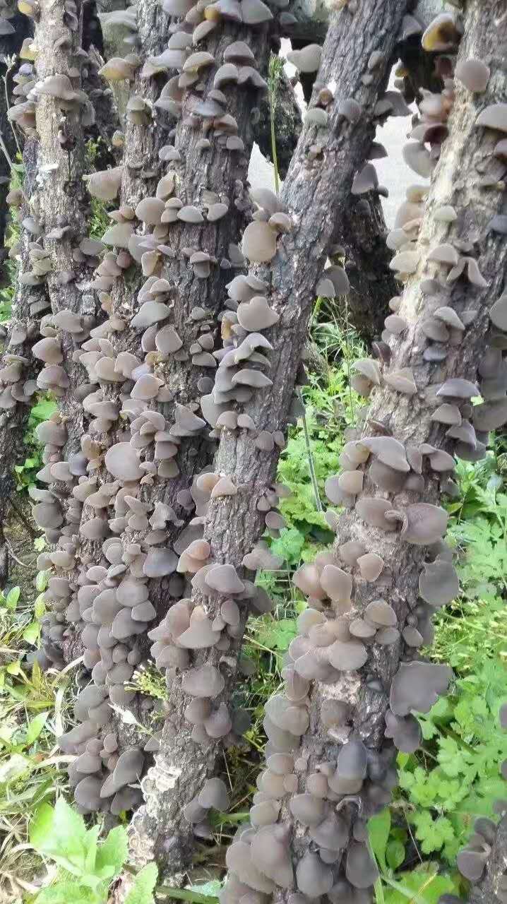 预售-云阳泥溪黒木耳-500克装包邮