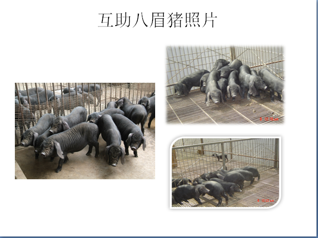 预售-互助八眉猪-500克装包邮