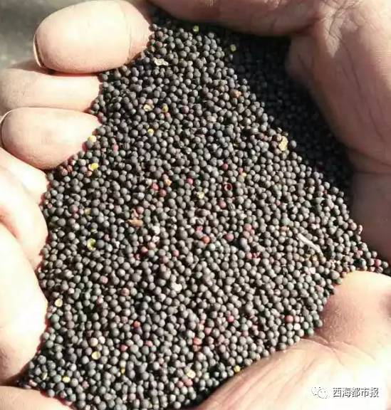 预售-互助油菜籽-500克装包邮