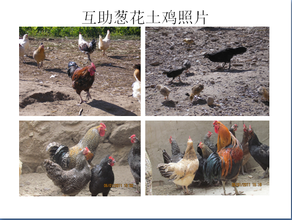 预售-互助葱花土鸡-500克装包邮