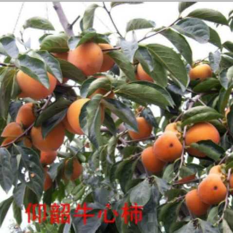 预售-仰韶牛心柿-十斤装包邮