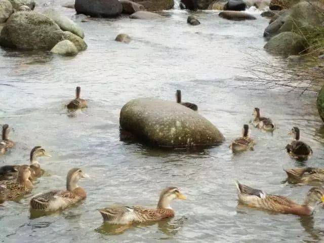 预售-八步南乡鸭-500克装包邮
