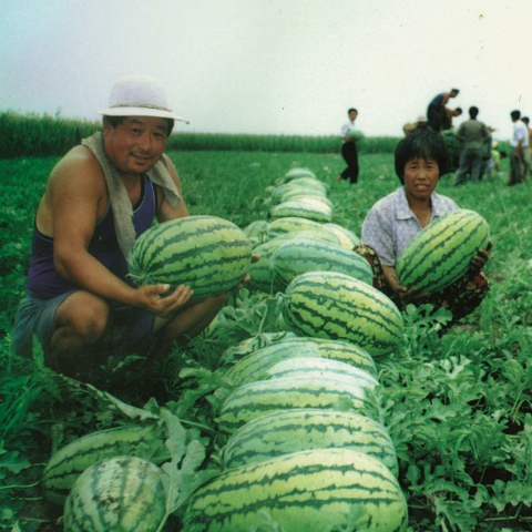 预售-兰西西瓜-十斤装包邮